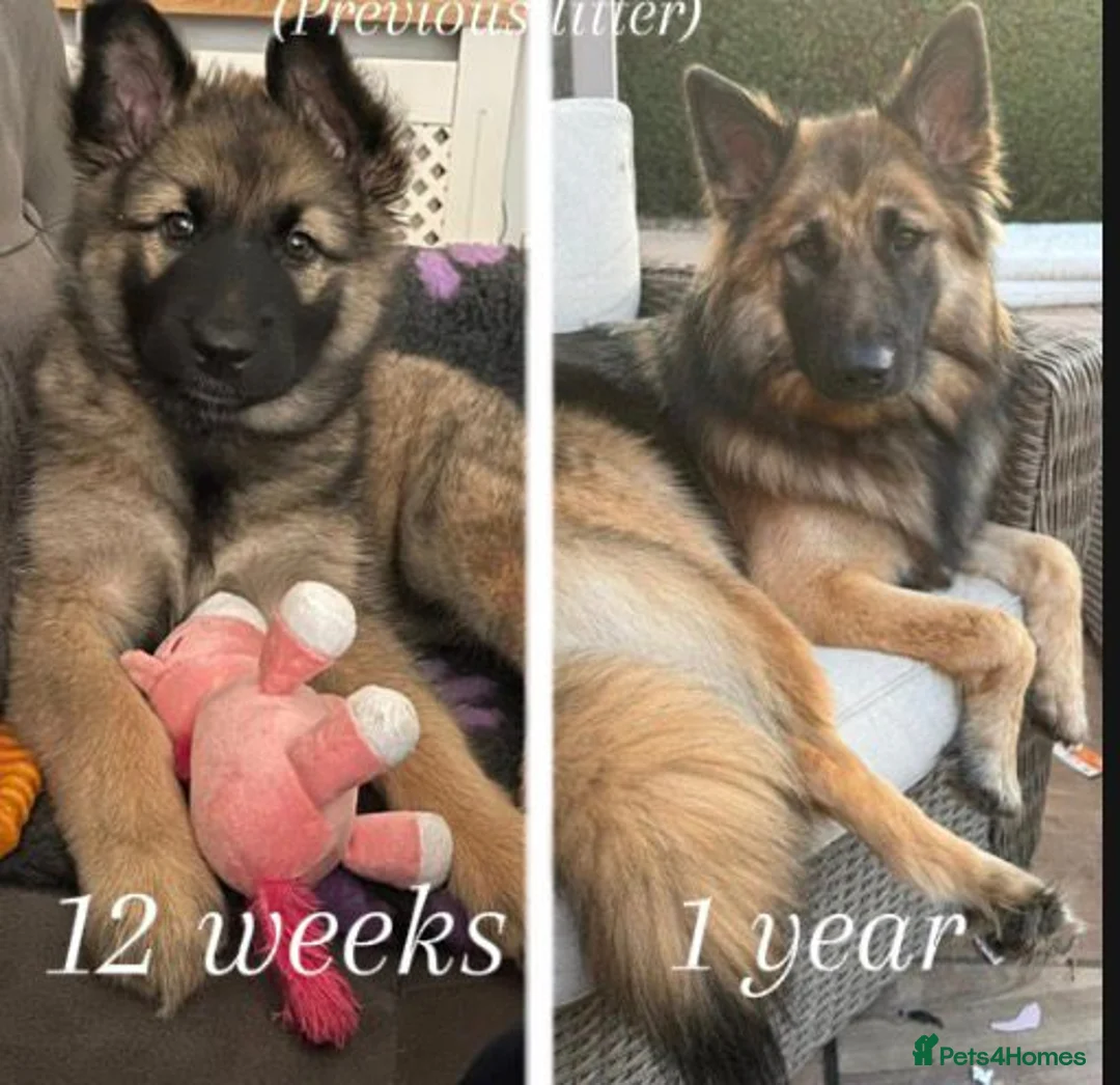 Mixed Breed dogs for sale: Northern Inuit X gsd pups - Advert 14