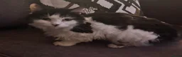 Mixed Breed cats for sale: Rescue cats- kittens and adults 🧡 - Advert 8