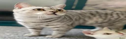 British Shorthair cats for sale: GCCF. BSH boy n girl..both spayed  - Advert 22