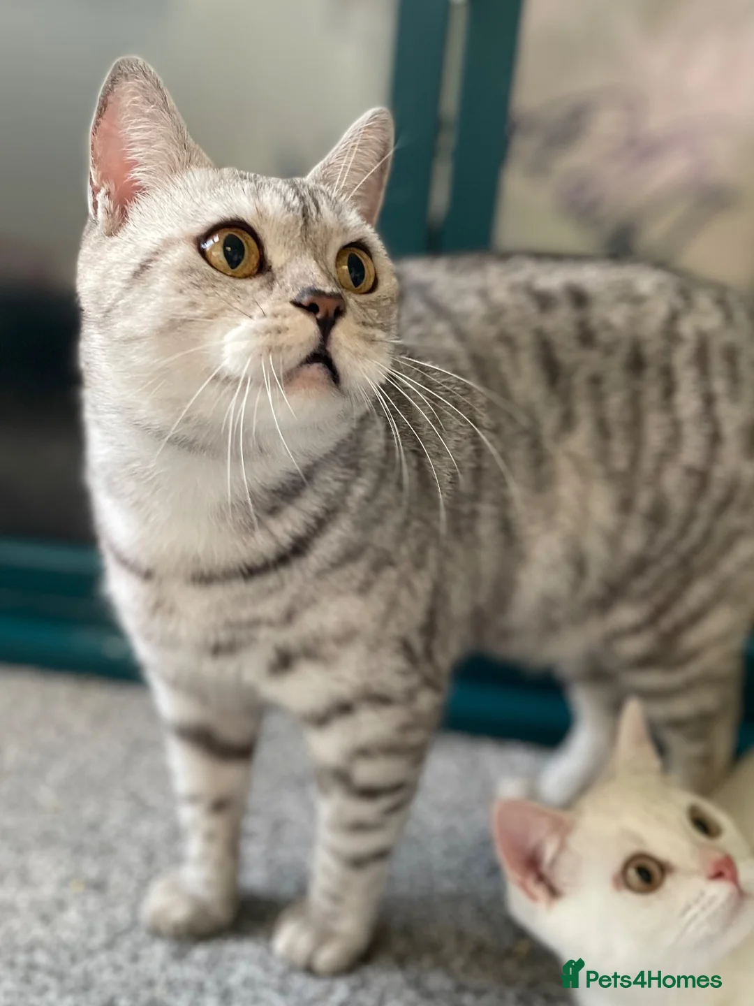 British Shorthair cats for sale: GCCF. BSH boy n girl..both spayed  - Advert 22