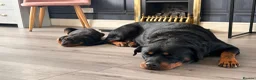 Rottweiler dogs for sale: Rottweiler female puppy - last one of litter left! - Advert 1