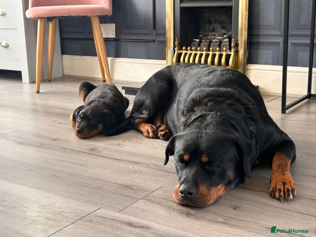 Rottweiler dogs for sale: Rottweiler female puppy - last one of litter left! - Advert 1