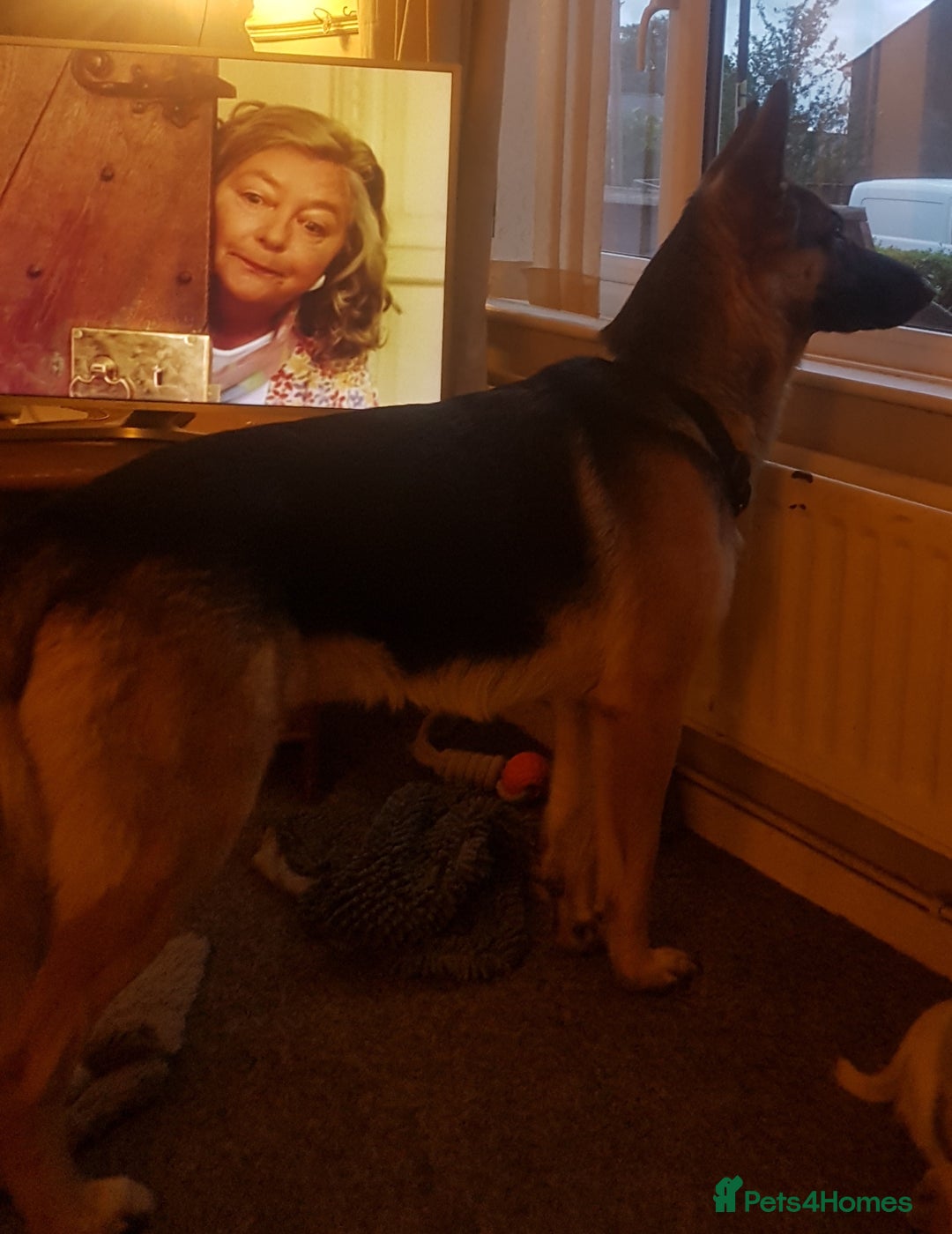 German Shepherd dogs for stud: Proven stud sire - Advert 2