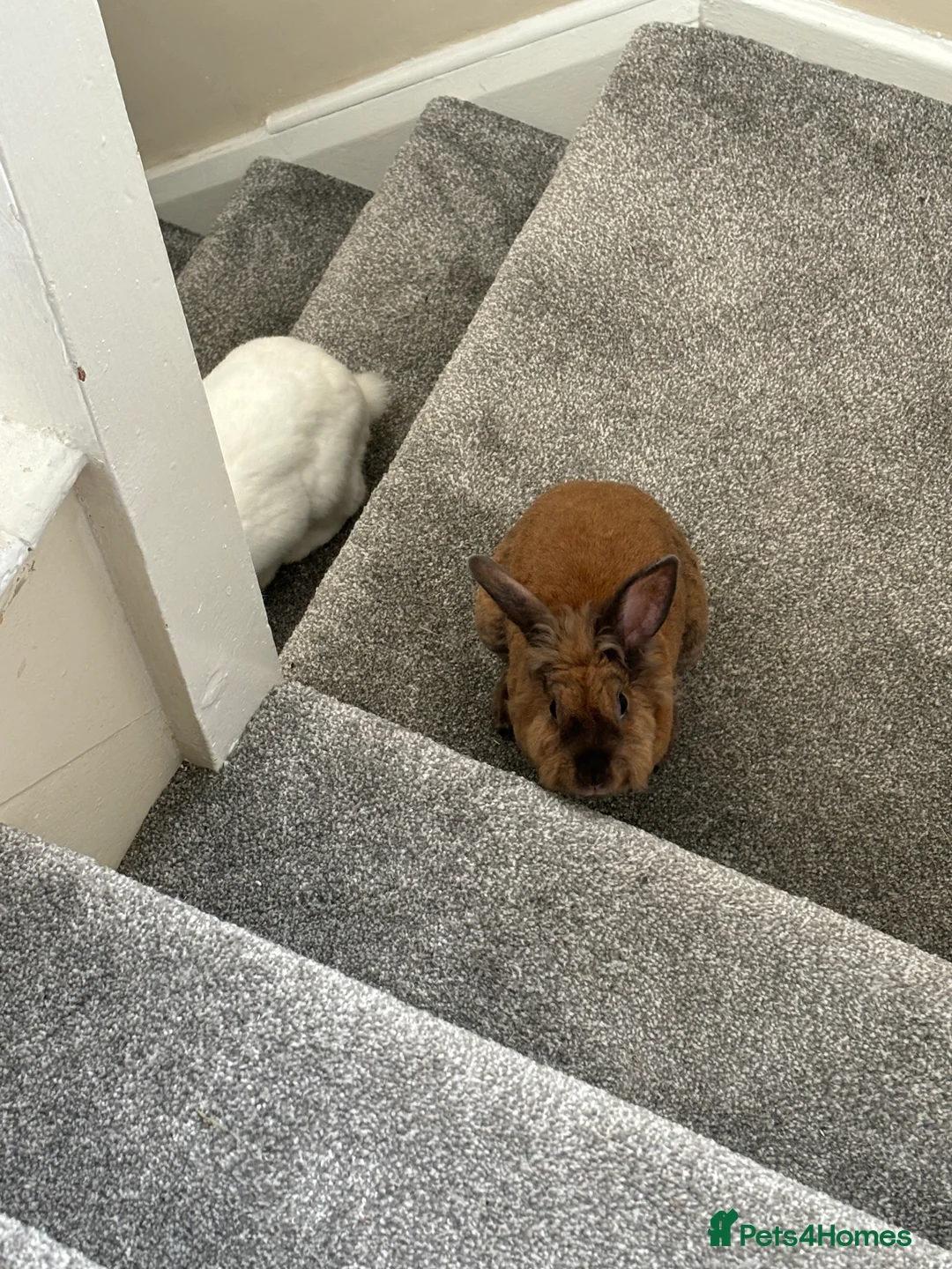 Mixed Breed rabbits for sale: 3Yr old Male & Female Rabbits - Advert 7
