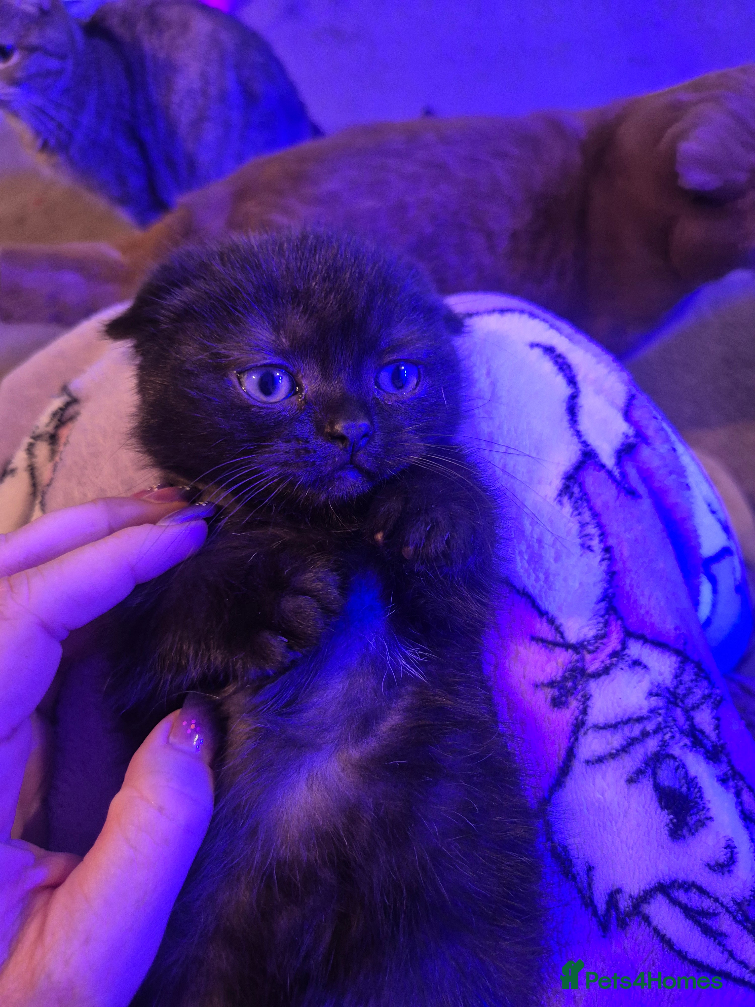 Scottish Fold cats *Reduced*TICA REGISTERED  - Advert 15