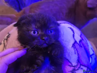 Scottish Fold cats *Reduced*TICA REGISTERED - Advert 15