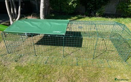 Guinea Pig rodents for sale: Herd of Sows & Full Setup - Image 2