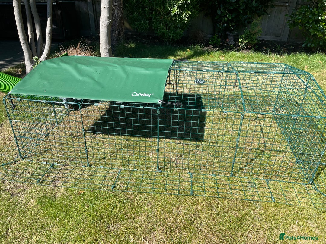 Guinea Pig rodents for sale: Herd of Sows & Full Setup - Image 2