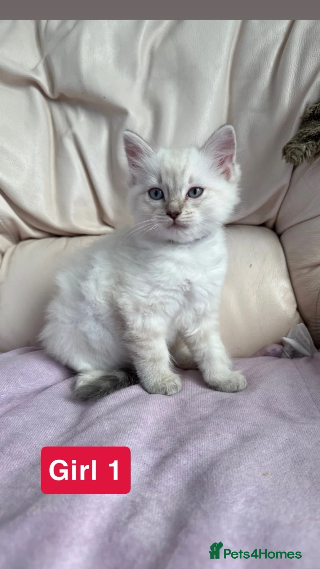 Ragdoll cats for sale: Ragdoll cross British shorthair litter - Advert 2