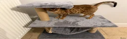 Mixed Breed cats for adoption: ❤️🐱 ROSIE – A LITTLE BENGAL SHADOW in Ashtead - Advert 10