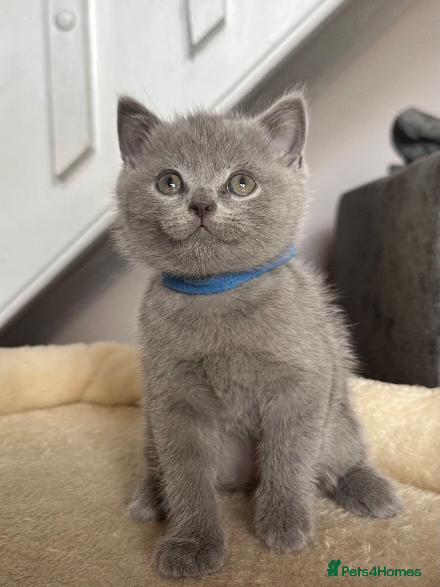British Shorthair cats British shorthair kittens Ready now - Advert 2
