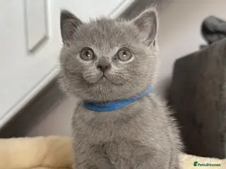 British Shorthair cats British shorthair kittens Ready now - Advert 2