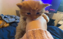 American Shorthair cats for sale: 6 kittens  - Image 19