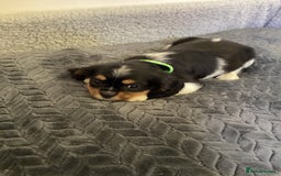 Cavalier King Charles Spaniel dogs for sale: Cavalier King Charles  - Image 12