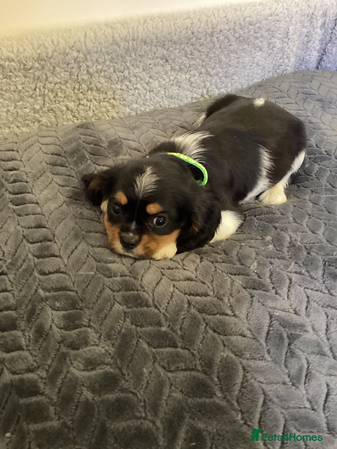 Cavalier King Charles Spaniel dogs for sale: Cavalier King Charles  - Image 12