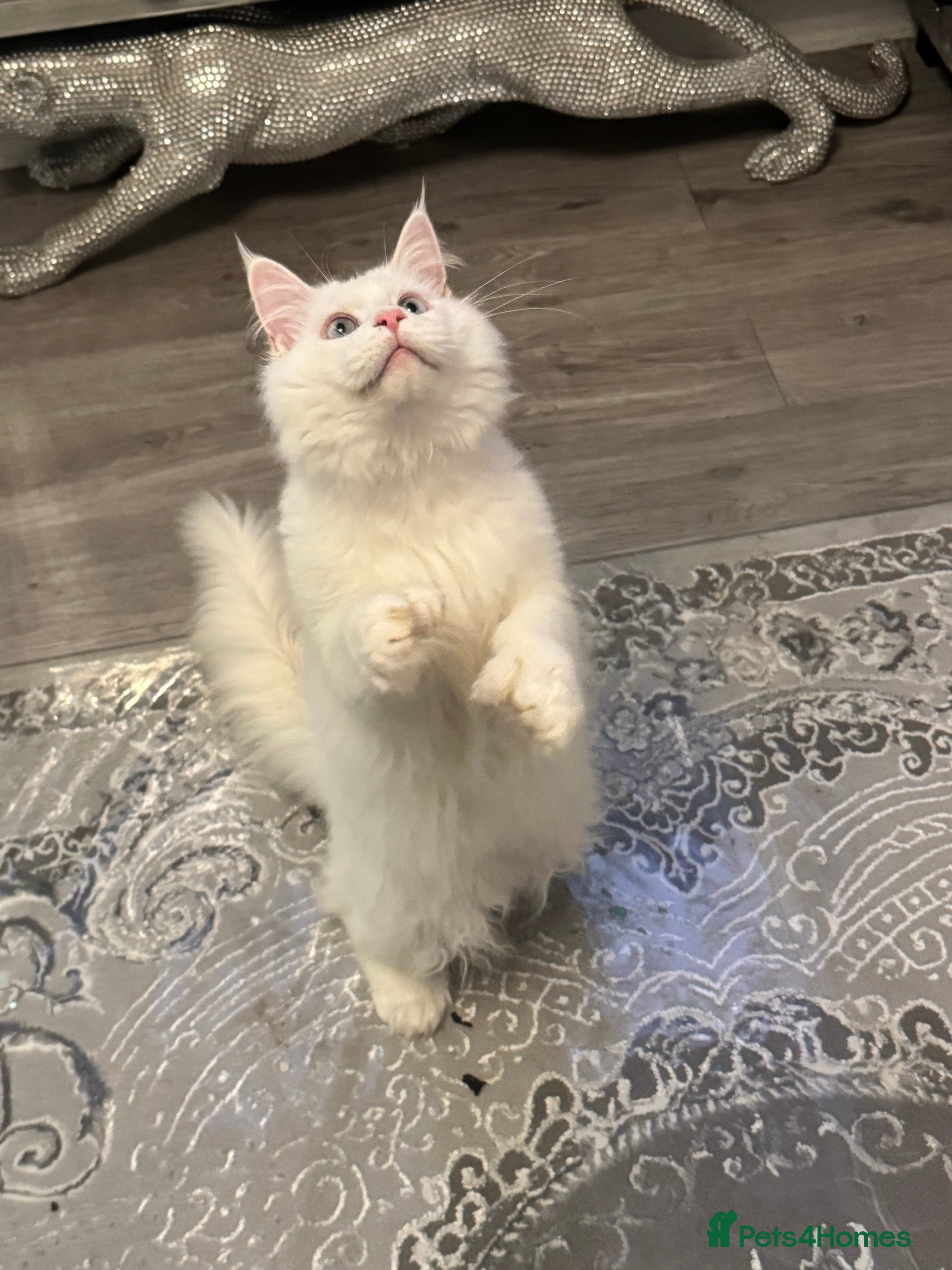 Maine Coon cats Male Soild white polydactyl Mainecoon - Advert 2