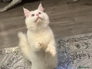 Maine Coon cats Male Soild white polydactyl Mainecoon - Advert 2