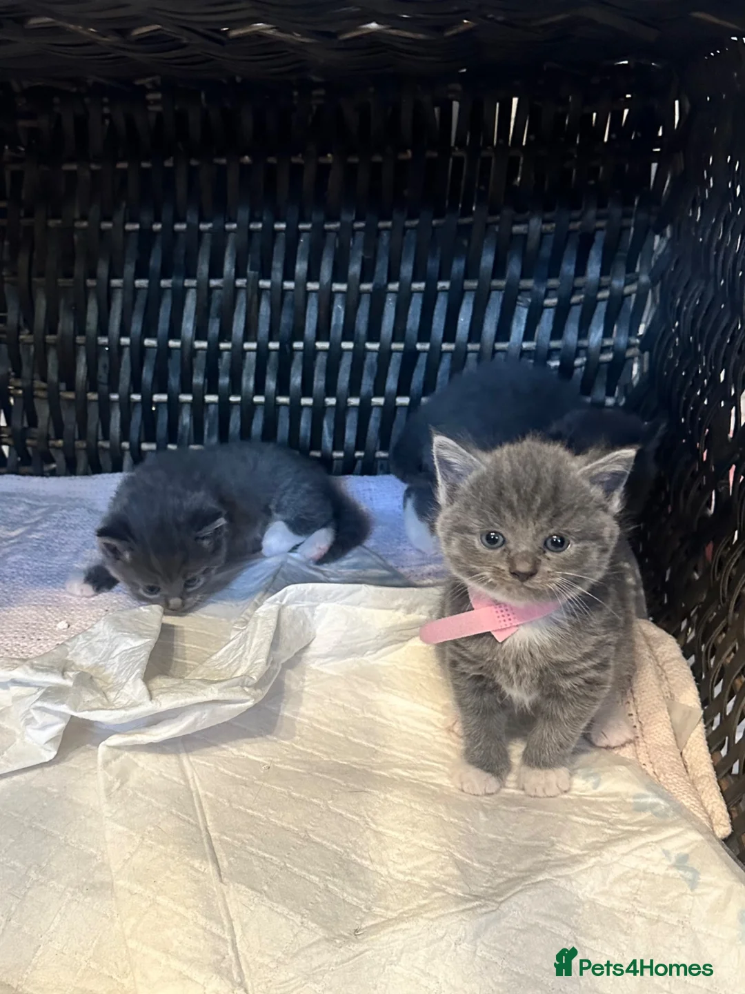 British Shorthair cats for sale: Mixed British Shorthair Kittens - Advert 1