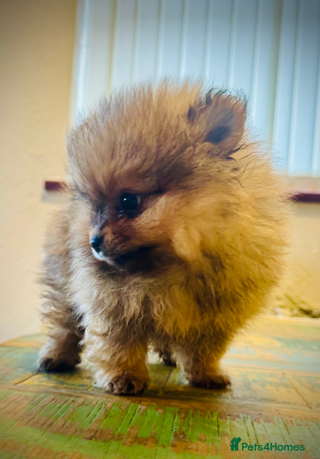 Pomeranian dogs for sale: 2x Gorgeous Pomeranians Boys   - Image 4