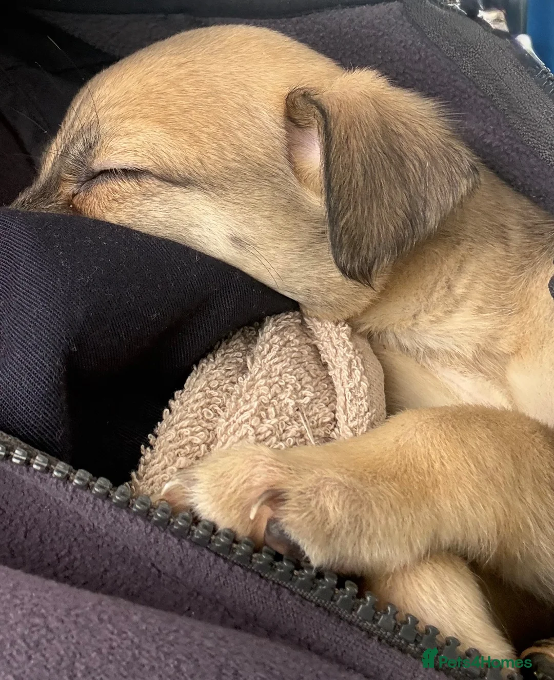 Lurcher dogs for sale: Collie wheaton bullgrey - Advert 2