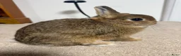 Netherland Dwarf rabbits for sale: Vaccinated Netherland Dwarf kits show - Advert 1