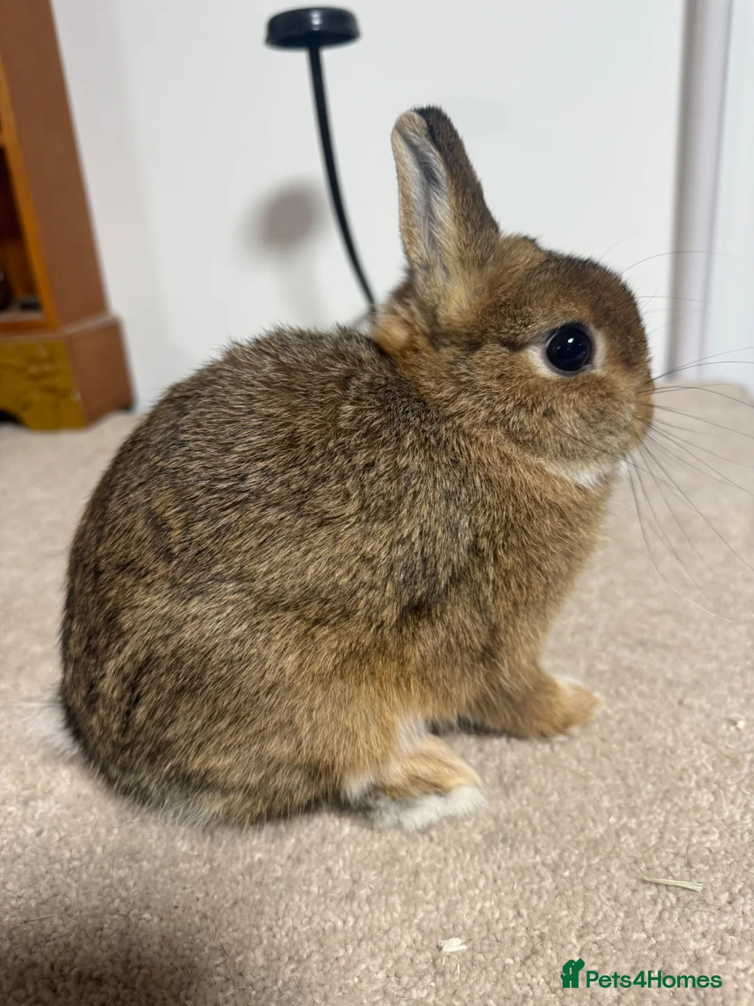 Netherland Dwarf rabbits for sale: Vaccinated Netherland Dwarf kits show - Advert 1