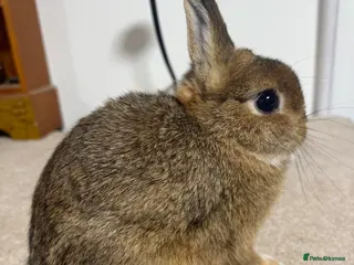 Netherland Dwarf rabbits Vaccinated Netherland Dwarf kits show - Advert 2