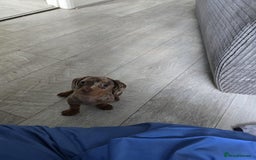 Miniature Dachshund dogs for sale: Gorgeous Miniature Dachshund Puppies - Image 4