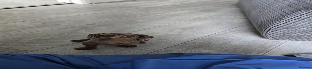 Miniature Dachshund Puppy 5