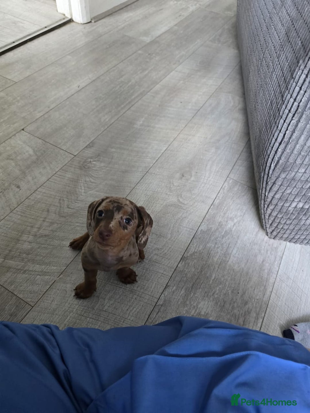 Miniature Dachshund dogs for sale: Gorgeous Miniature Dachshund Puppies - Image 4