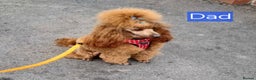 Maltipoo dogs for sale: Beautiful Toy Maltipoo Puppies   - Advert 5