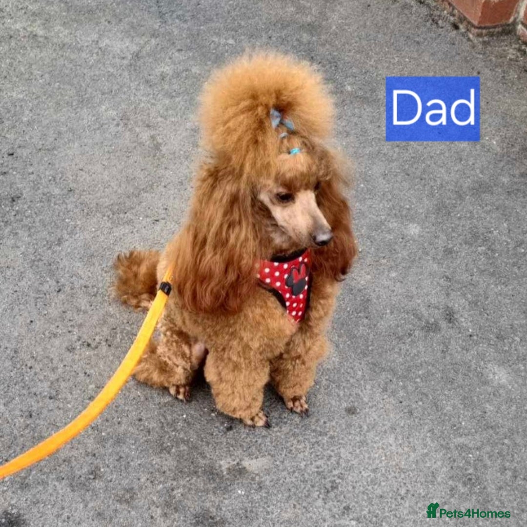 Maltipoo dogs for sale: Beautiful Toy Maltipoo Puppies   - Advert 5