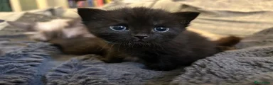 Scottish Straight Kitten 2