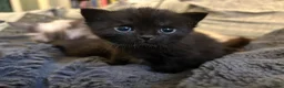 Scottish Fold cats for sale: Ragdoll x Scottish Fold - litter of 4!  - Advert 33