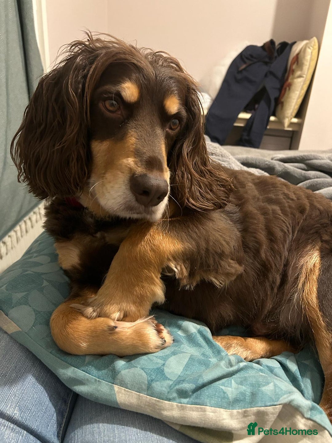 Cocker Spaniel dogs for stud: PROVEN KC REGISTERED Cocker Spaniel for Stud in Tadworth - Image 8