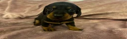 Miniature Dachshund dogs for sale: Miniature dashchunds - Advert 5