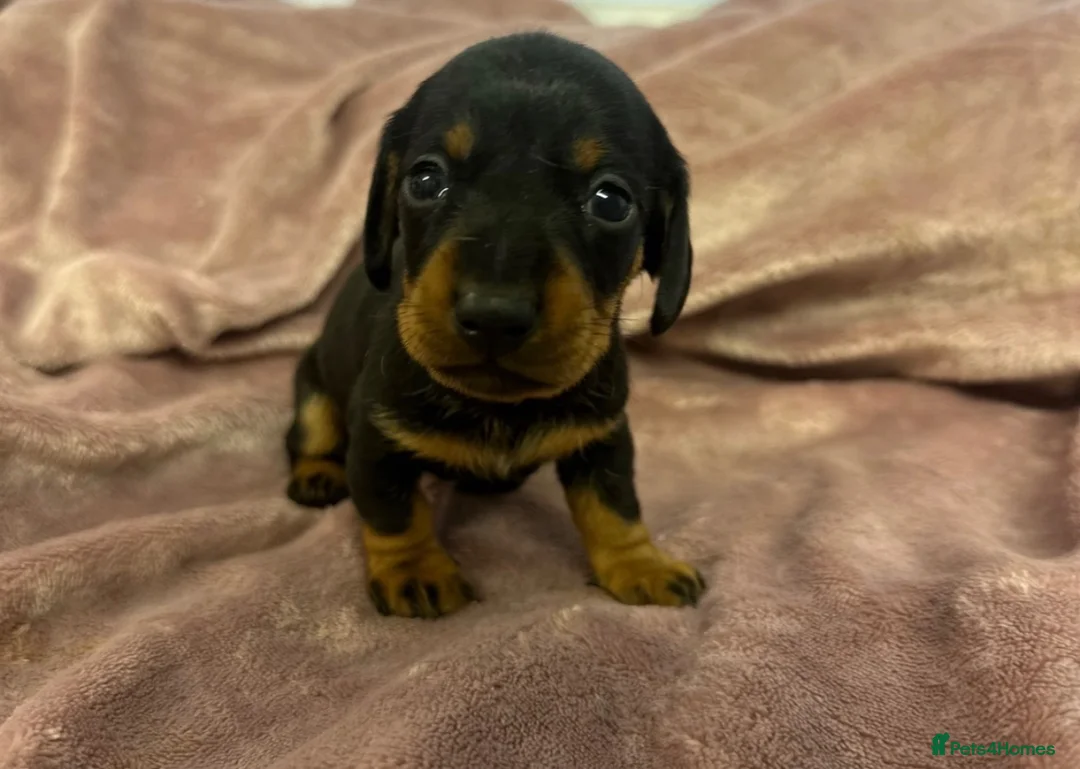 Miniature Dachshund dogs for sale: Miniature dashchunds - Advert 5