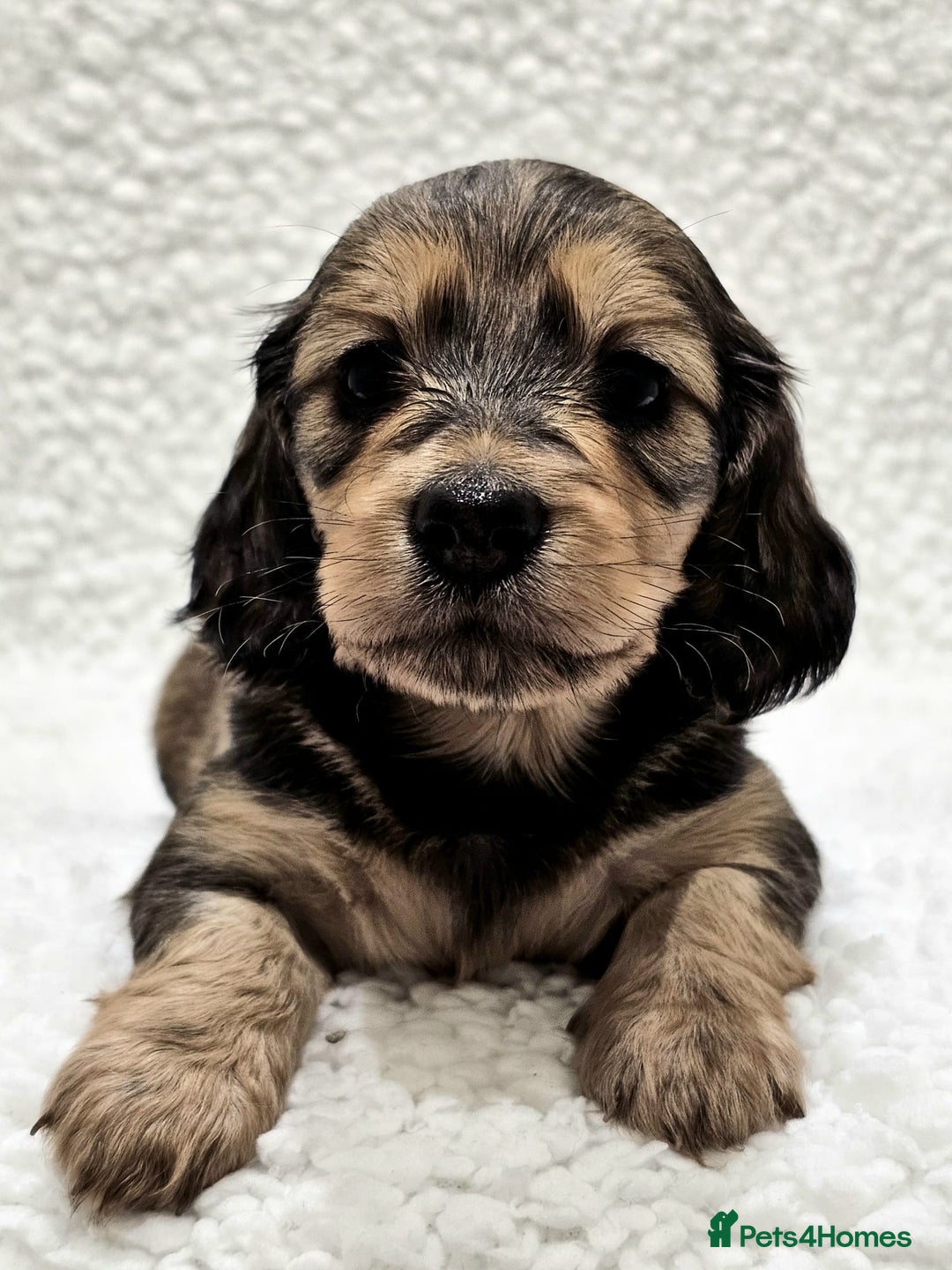Miniature Dachshund dogs for sale: Shaded Cream Miniature Long Haired Dachshunds - Advert 3