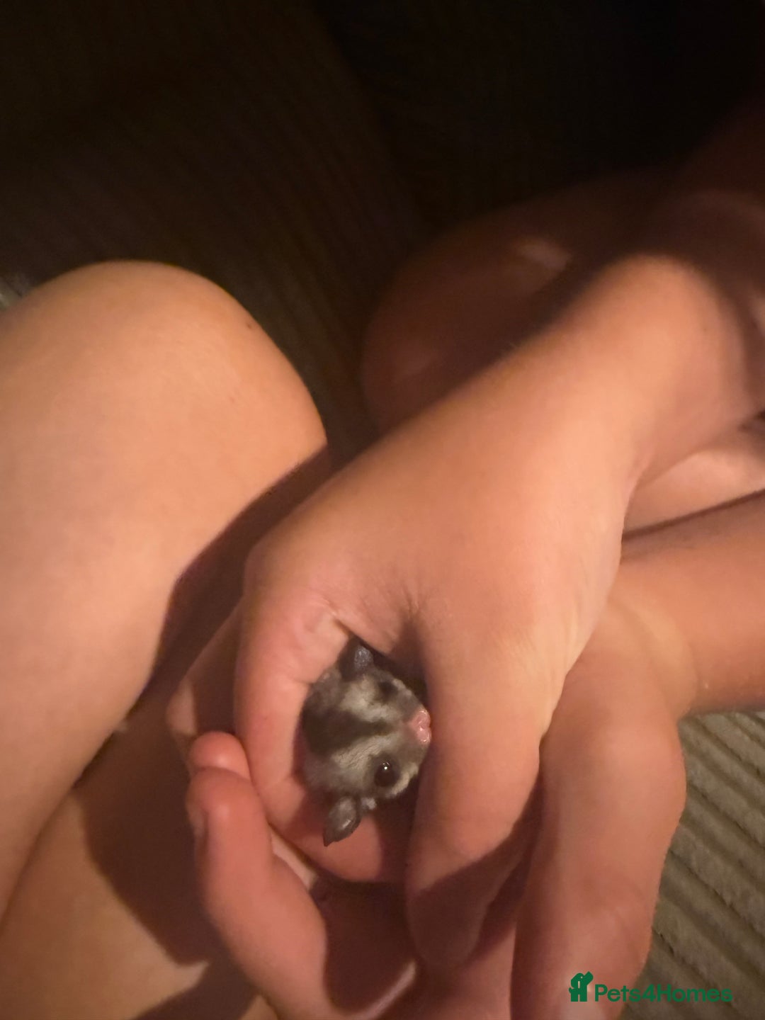 Sugar Glider rodents for sale: Pair of Male Sugar Glider Babies - Image 3