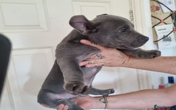 American Bully dogs for sale: David  - Image 28