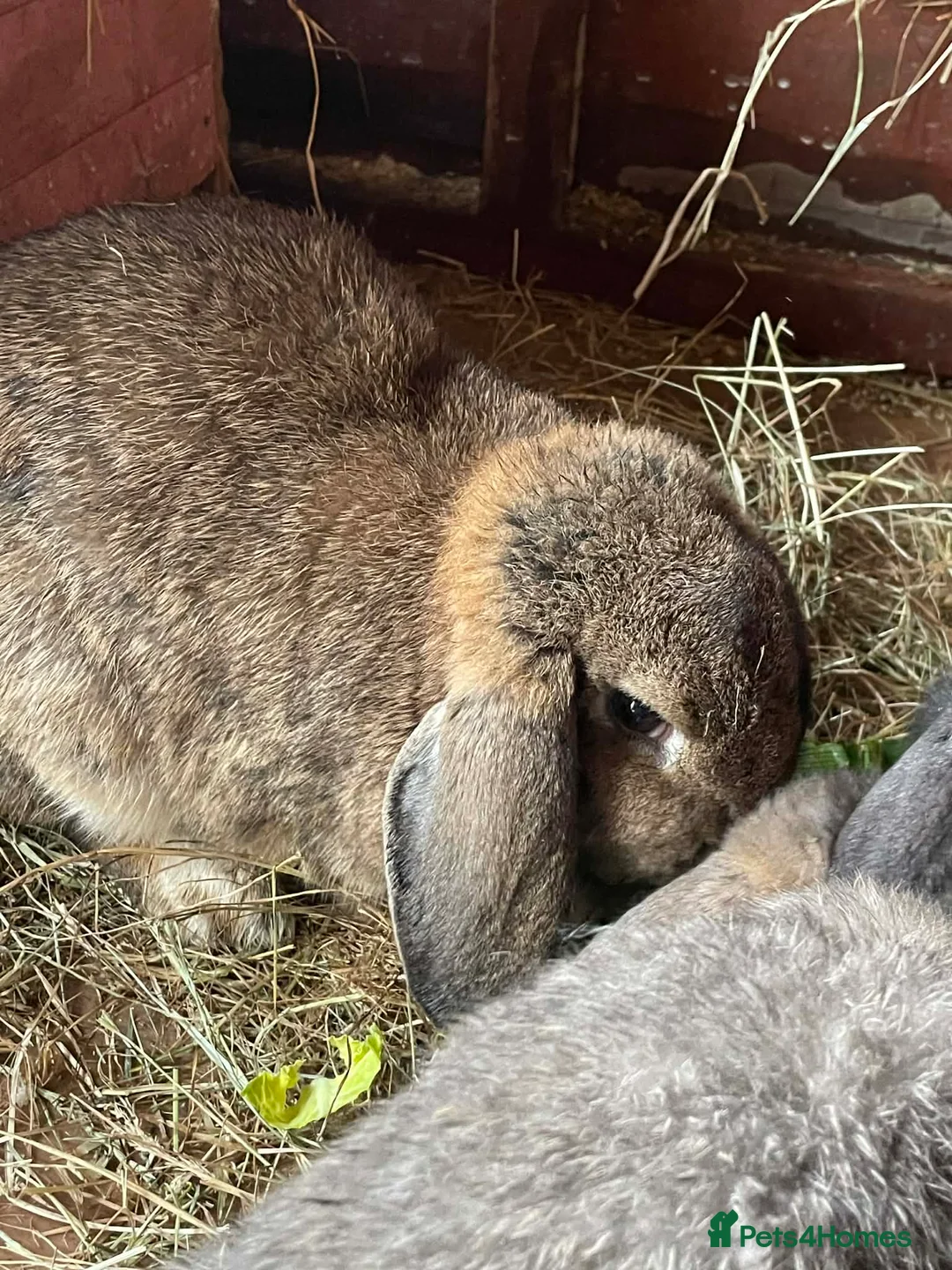 Mini Lop rabbits for sale: Bonded Female Pair of Mini Lops - Advert 2