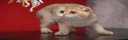 Scottish Fold cats for sale: Scottish fold PEDIGREE ready to leave - Advert 5