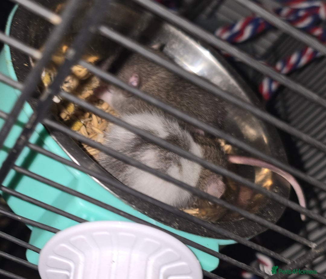 Rat rodents for sale: Dwarf Dumbo Rats - Advert 7