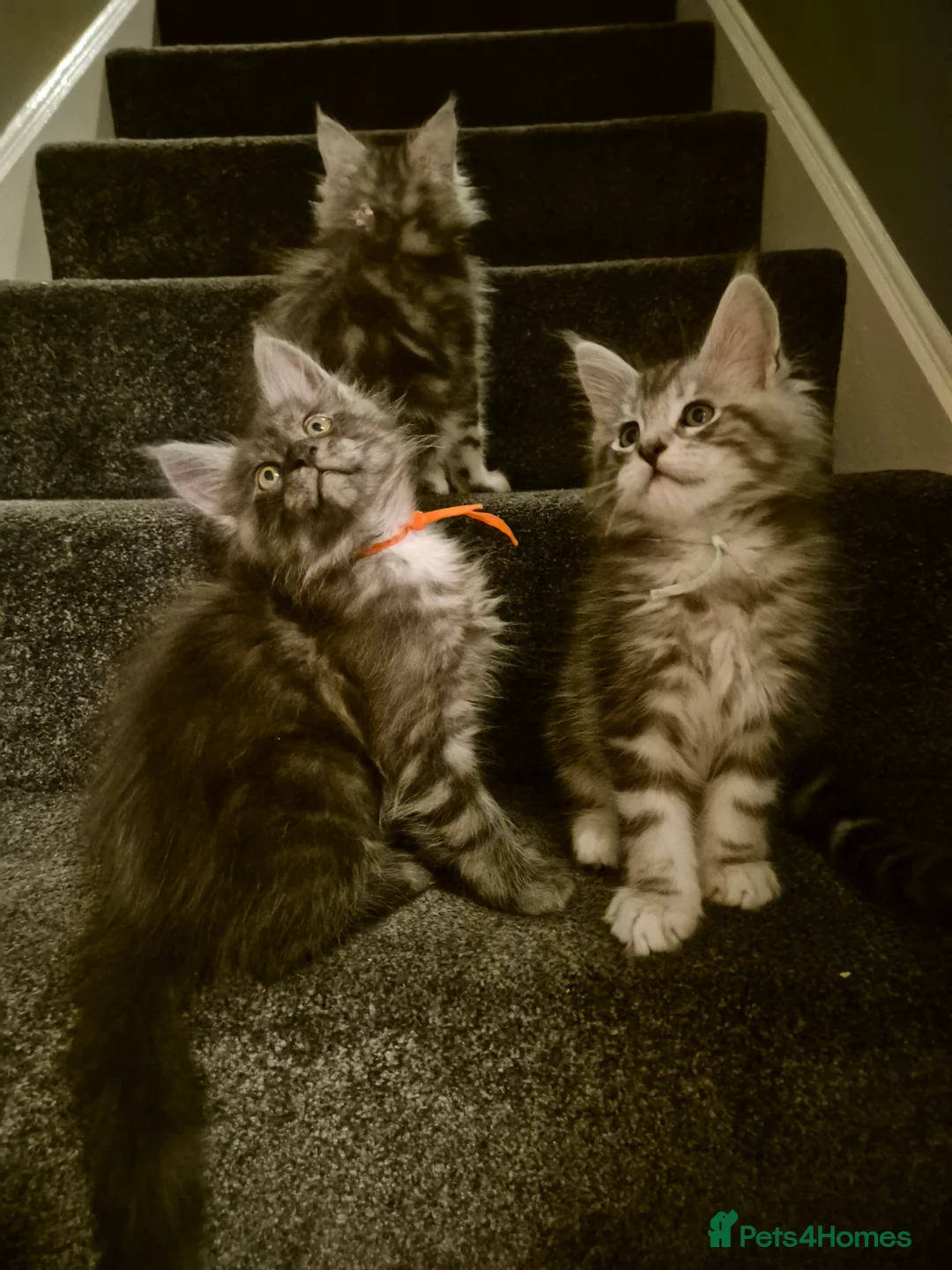 Maine Coon cats for sale: Tica registered Maine Coon kittens - Advert 10