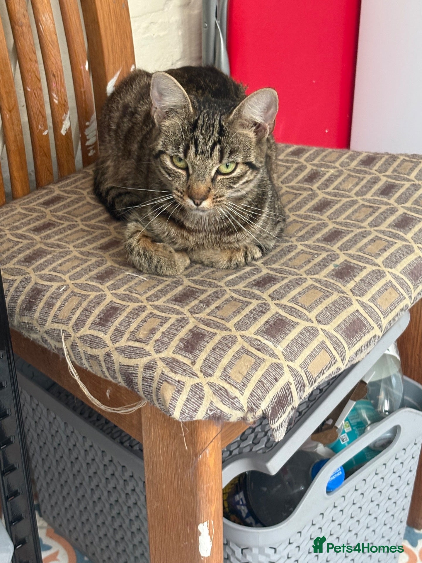 Mixed Breed cats Lovely tabby kittens  - Advert 3