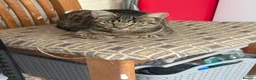 Mixed Breed cats for sale: Lovely tabby kittens  - Advert 1