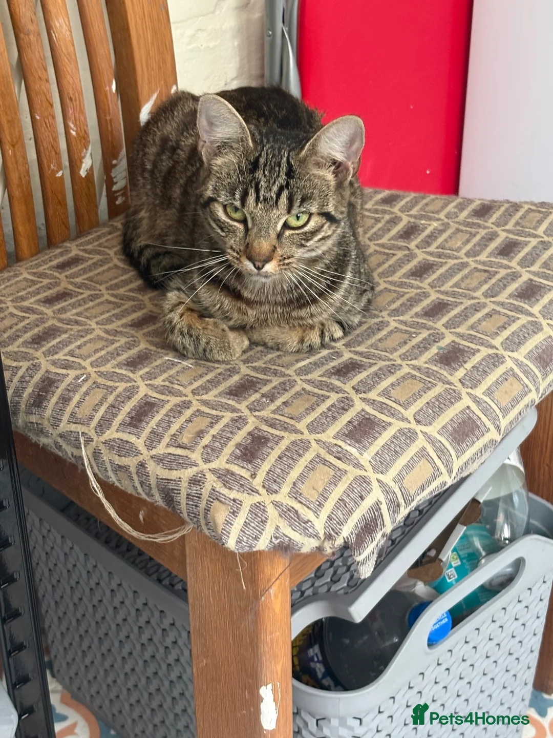 Mixed Breed cats for sale: Lovely tabby kittens  - Advert 1