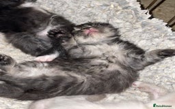 Mixed Breed cats for sale: Ragdoll x Maine coon kittens - Image 15
