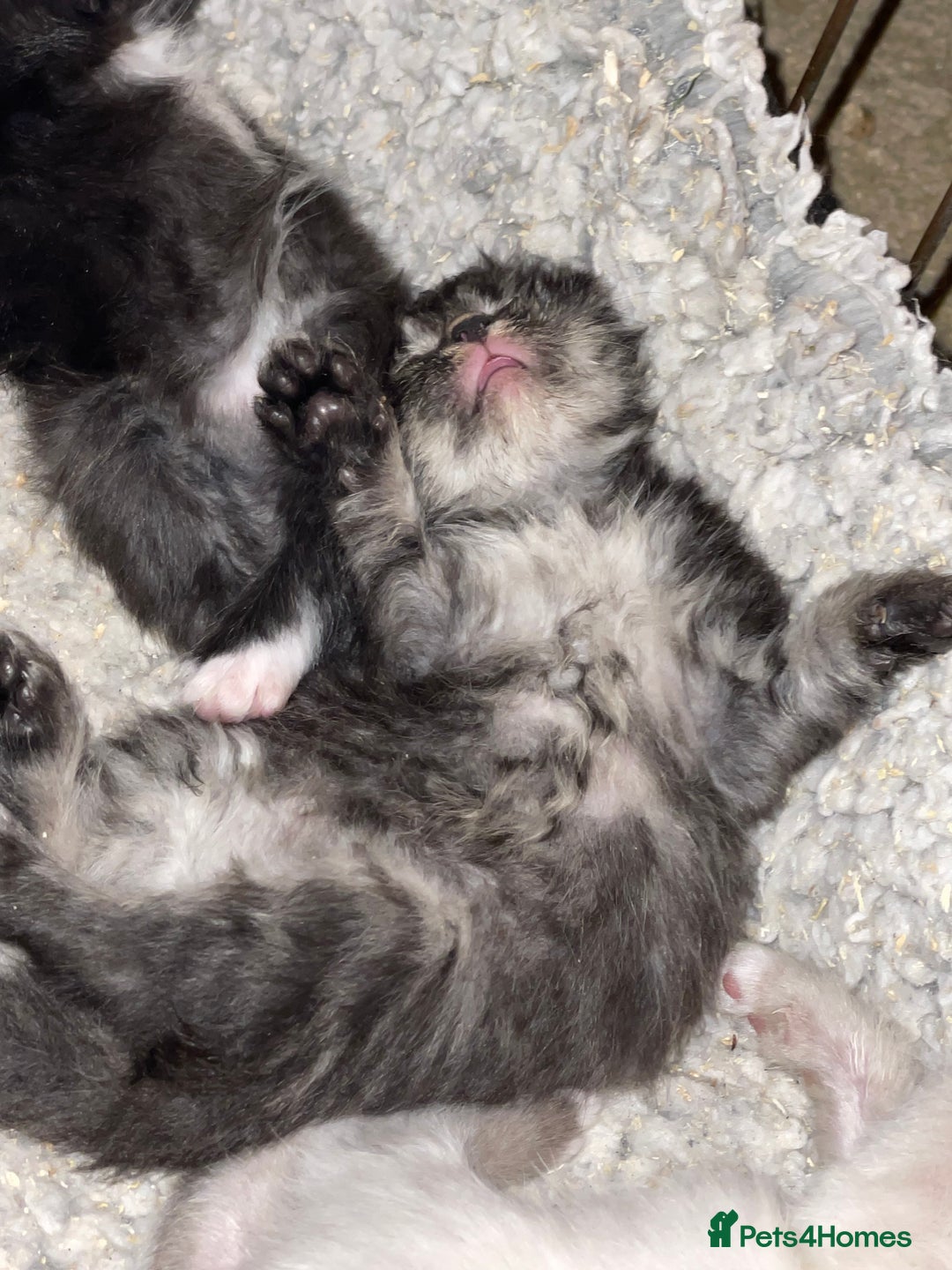 Mixed Breed cats for sale: Ragdoll x Maine coon kittens - Image 15