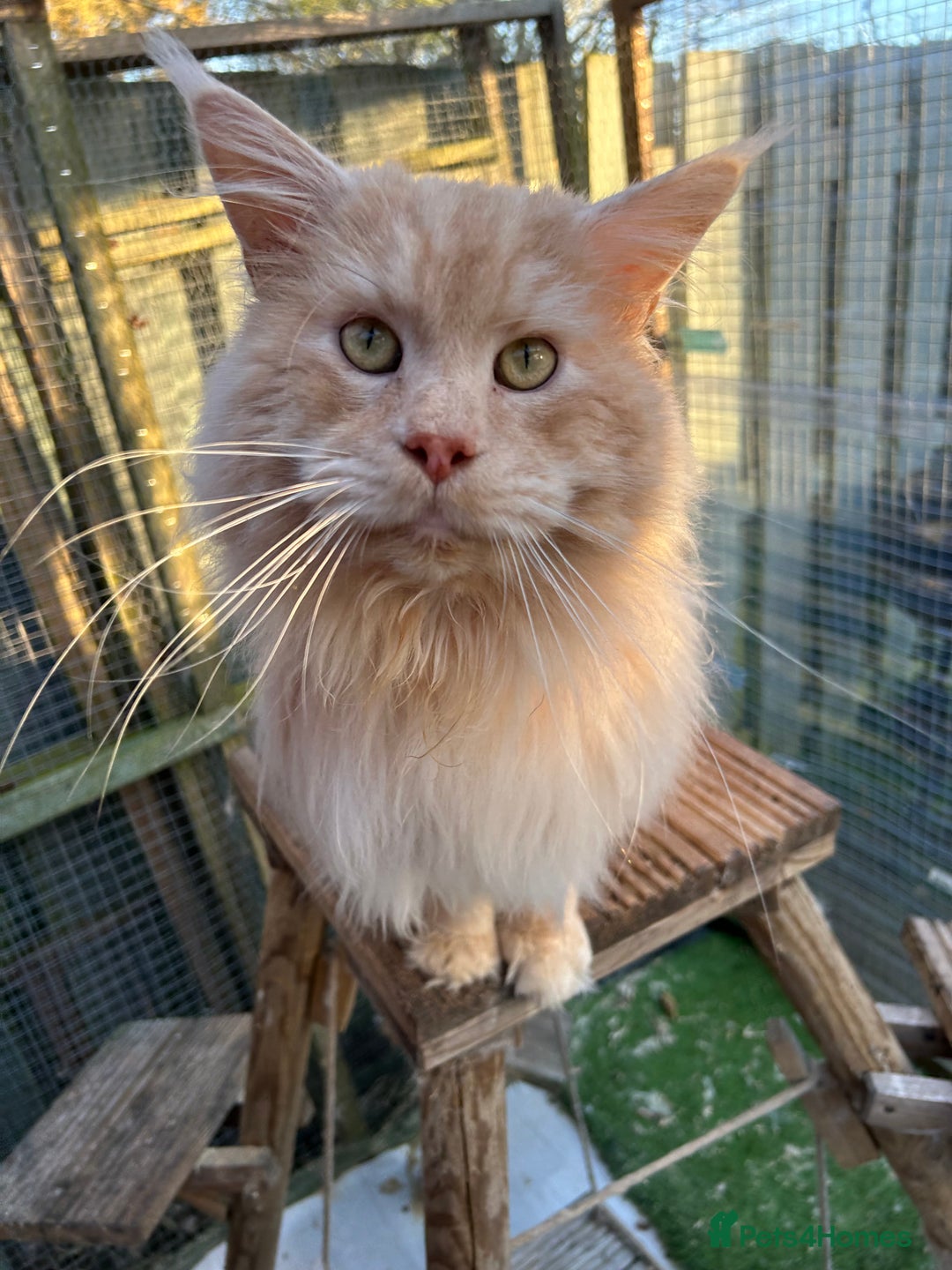 Maine Coon cats for sale: Active Maine Coon Stud for sale - Advert 11